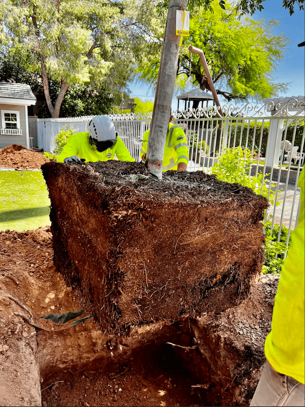Hale Residence – Mature Tree Installation